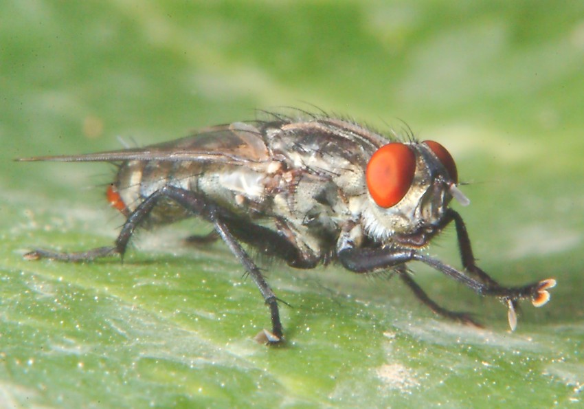 Helicophagella sp.  e il linguaggio delle zampe